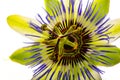 Passiflora isolated on a white background Royalty Free Stock Photo