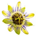 Passiflora isolated on a white background