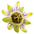 Passiflora isolated on a white background Royalty Free Stock Photo