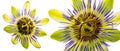 Passiflora isolated on a white background Royalty Free Stock Photo