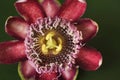 A macro view of a passionflower from above.