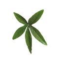 Passiflora leaf on white. Passion fruit plant Royalty Free Stock Photo