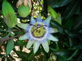 Passiflora, passion flower and fruit Royalty Free Stock Photo