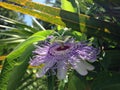 Passiflora (Passion Flower) Plant Blossoming in Bright Sunlight.