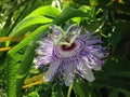 Passiflora (Passion Flower) Plant Blossoming in Bright Sunlight.