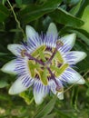 Passiflora. Passion flowers. Nature and photography