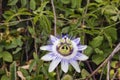 Passion flower blooming Royalty Free Stock Photo