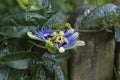 Passion vine  flower Royalty Free Stock Photo