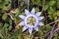 Passion flower top view Royalty Free Stock Photo