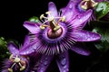 Passiflora (passionflower) on black background. Big beautiful flower Royalty Free Stock Photo