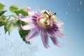 Passiflora (passionflower) on light background. Big beautiful flower Royalty Free Stock Photo