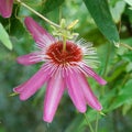 Passiflora - pink passion flower Royalty Free Stock Photo