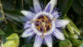 Passiflora plant, flower close-up, Passiflora caerulea, medicinal plants, ivy Royalty Free Stock Photo