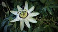 Passiflora primer plano flor macro