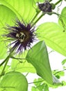 Passiflora quadrangularis