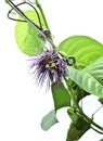 Passiflora quadrangularis flower Royalty Free Stock Photo