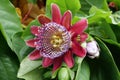 Passiflora Quadrangularis, Giant Granadilla - rare tropical plant Royalty Free Stock Photo