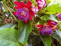 Passiflora Quadrangularis - Passion fruit flower.