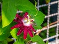 Passiflora racemosa, the red passion flower Royalty Free Stock Photo