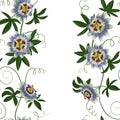 Passiflora Seamless Border