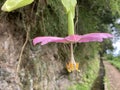 Passiflora tarminiana or banana passionfruit blossom, pink flower in Madeira