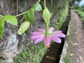Passiflora tarminiana or banana passionfruit blossom, pink flower growing in Madeira