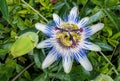 Passiflora tropical flower close up