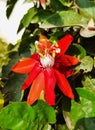 Passiflora vitifolia, theÂ perfumed passionflower,