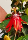 Passiflora vitifolia, theÂ perfumed passionflower,