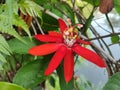 Passiflora vitifolia or red fragrant passion flower is blooming on its stem.passionflower is a species of Passiflora Royalty Free Stock Photo