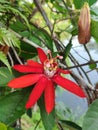 Passiflora vitifolia or red fragrant passion flower is blooming on its stem