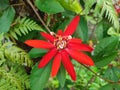 Passiflora vitifolia or red fragrant passionflower is blooming on its stem.