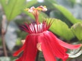 The passiflora vitifolia Royalty Free Stock Photo