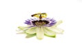 Passiflora on white