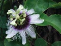 PASSIFLORACEAE - stinking passion flower thai