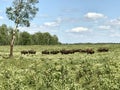 Passing Herd of Wild Buffalo in Elk Island National Park, Alberta, Canada Royalty Free Stock Photo