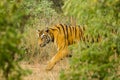 Wary, Wild Bengal Tiger