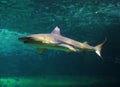 Passing Shark Under Water NSW Australia Royalty Free Stock Photo