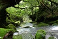 Passing by a stream in the forest of Yakushima, Japan