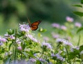 Beautiful monarch butterfly sitting on top of purple flower posed in meadow Royalty Free Stock Photo