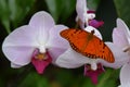 Passion Butterfly / Gulf Fritillary (Agraulis Vanillae) Royalty Free Stock Photo