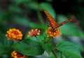 Passion Butterfly or Gulf Fritillary Royalty Free Stock Photo