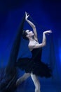 Close-up beautiful ballerina in black tutu and stage make-up posing with black transparent fabric blue studio backgorund Royalty Free Stock Photo