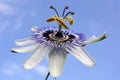 Passion Flower Royalty Free Stock Photo