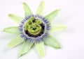 Passion flower