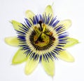 Passion Flower