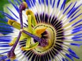 Passion Flower