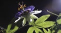 Passion flower