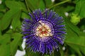 Passion flower also known as Krishna-kamal, Pune