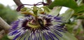 Passion flower bee Royalty Free Stock Photo